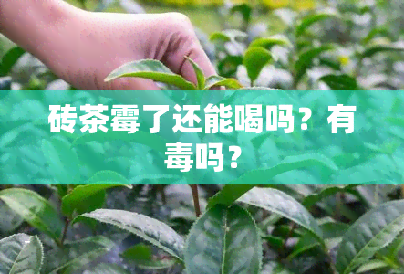 砖茶霉了还能喝吗？有吗？