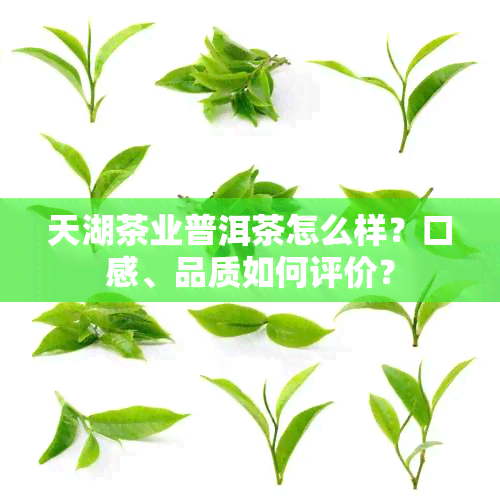 天湖茶业普洱茶怎么样？口感、品质如何评价？