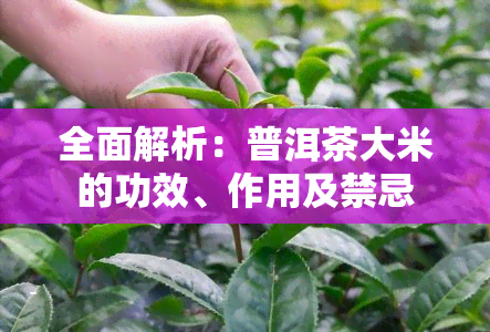 全面解析：普洱茶大米的功效、作用及禁忌