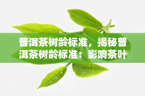 普洱茶树龄标准，揭秘普洱茶树龄标准：影响茶叶品质的关键因素