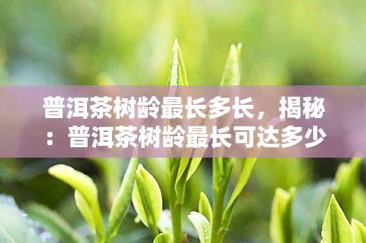 普洱茶树龄最长多长，揭秘：普洱茶树龄最长可达多少年？