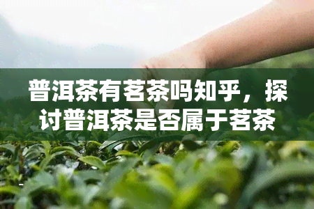 普洱茶有茗茶吗知乎，探讨普洱茶是否属于茗茶：在知乎上寻找答案