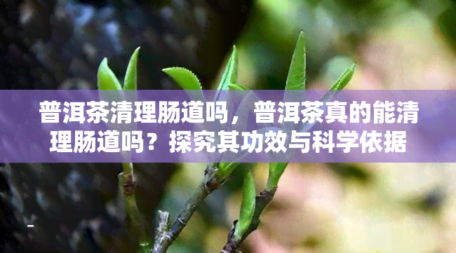 普洱茶清理肠道吗，普洱茶真的能清理肠道吗？探究其功效与科学依据