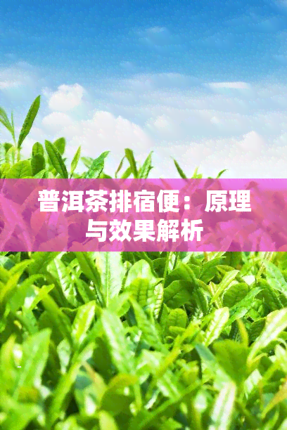 普洱茶排宿便：原理与效果解析