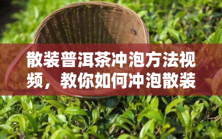 散装普洱茶冲泡方法视频，教你如何冲泡散装普洱茶，视频教程全解析！