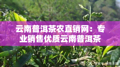 云南普洱茶农直销网：专业销售优质云南普洱茶