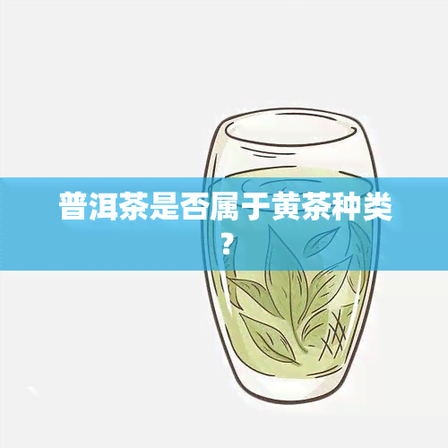 普洱茶是否属于黄茶种类？