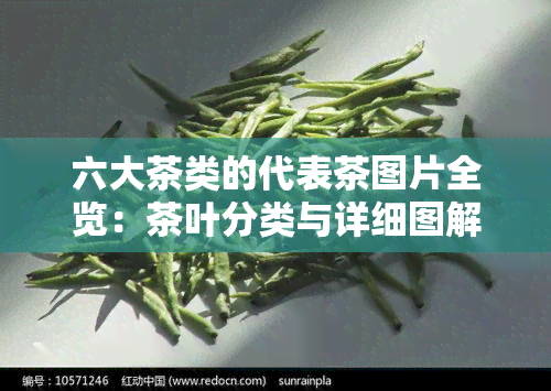 六大茶类的代表茶图片全览：茶叶分类与详细图解