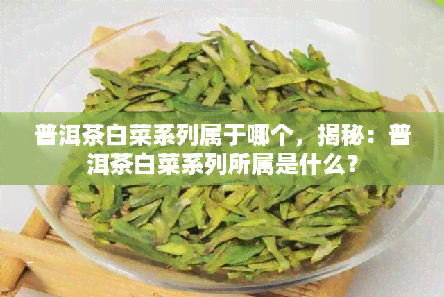 普洱茶白菜系列属于哪个，揭秘：普洱茶白菜系列所属是什么？