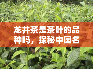 龙井茶是茶叶的品种吗，探秘中国名茶：龙井茶，你了解它的品种特性吗？