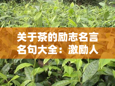 关于茶的励志名言名句大全：激励人心的茶语