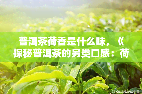 普洱茶荷香是什么味，《探秘普洱茶的另类口感：荷香味道》