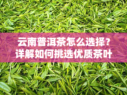 云南普洱茶怎么选择？详解如何挑选优质茶叶