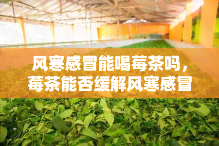 风寒感冒能喝莓茶吗，莓茶能否缓解风寒感冒？