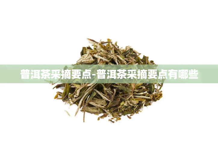 普洱茶采摘要点-普洱茶采摘要点有哪些