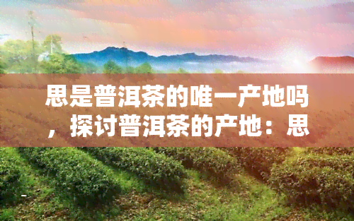 思是普洱茶的唯一产地吗，探讨普洱茶的产地：思真的是唯一的来源吗？