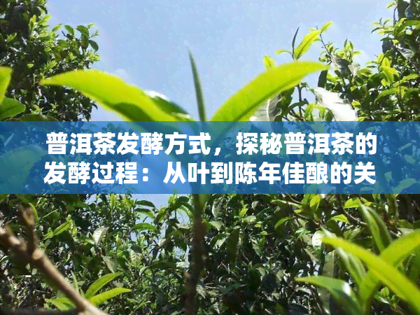 普洱茶发酵方式，探秘普洱茶的发酵过程：从叶到陈年佳酿的关键步骤