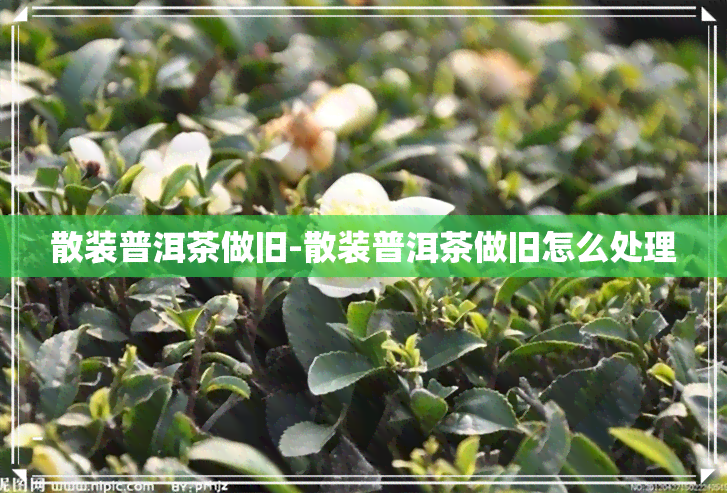 散装普洱茶做旧-散装普洱茶做旧怎么处理