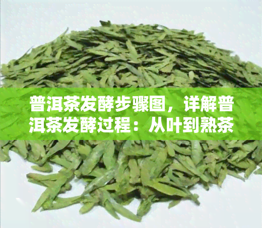 普洱茶发酵步骤图，详解普洱茶发酵过程：从叶到熟茶的每一步骤图解