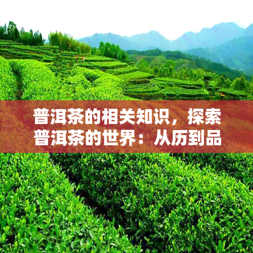 普洱茶的相关知识，探索普洱茶的世界：从历到品种，你需要知道的一切