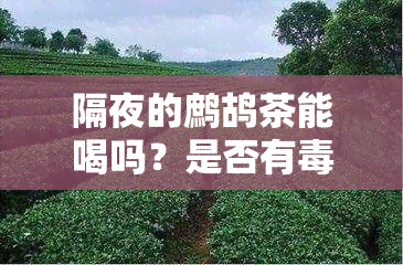 隔夜的鹧鸪茶能喝吗？是否有？