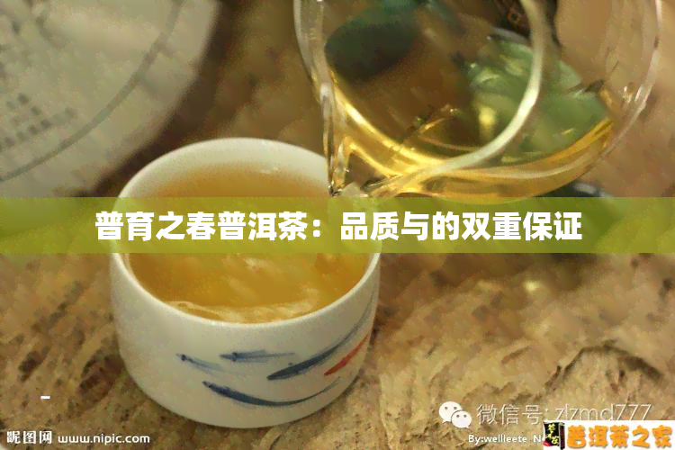 普育之春普洱茶：品质与的双重保证