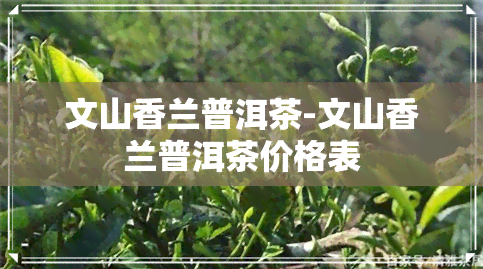 文山香兰普洱茶-文山香兰普洱茶价格表