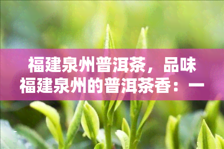 福建泉州普洱茶，品味福建泉州的普洱茶香：一次独特的茶文化之旅