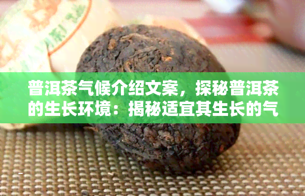 普洱茶气候介绍文案，探秘普洱茶的生长环境：揭秘适宜其生长的气候条件