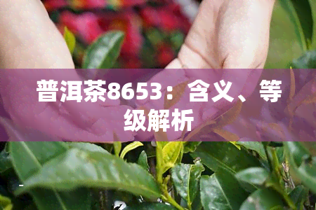 普洱茶8653：含义、等级解析