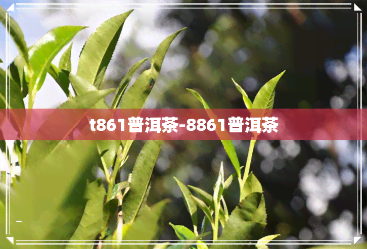 t861普洱茶-8861普洱茶