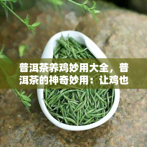 普洱茶养鸡妙用大全，普洱茶的神奇妙用：让鸡也享受其滋养