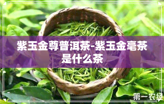 紫玉金尊普洱茶-紫玉金毫茶是什么茶