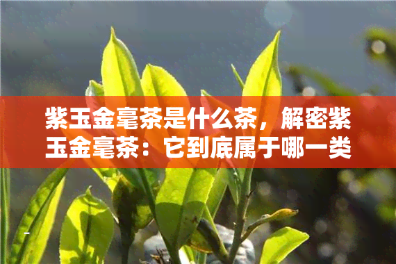 紫玉金毫茶是什么茶，解密紫玉金毫茶：它到底属于哪一类茶叶？