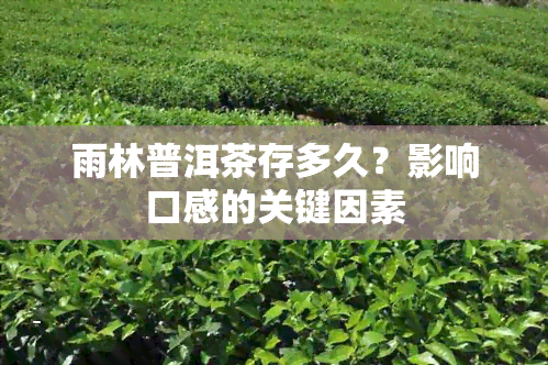 雨林普洱茶存多久？影响口感的关键因素