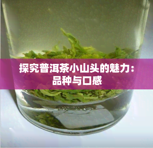 探究普洱茶小山头的魅力：品种与口感