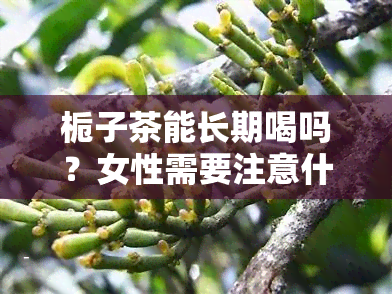 栀子茶能长期喝吗？女性需要注意什么？