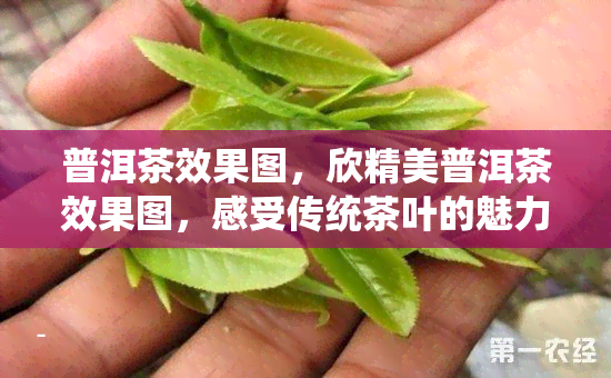 普洱茶效果图，欣精美普洱茶效果图，感受传统茶叶的魅力与韵味