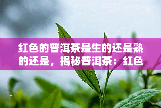 红色的普洱茶是生的还是熟的还是，揭秘普洱茶：红色的是生的还是熟的？