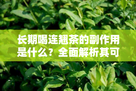 长期喝连翘茶的副作用是什么？全面解析其可能带来的影响