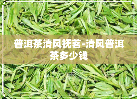 普洱茶清风抚茗-清风普洱茶多少钱