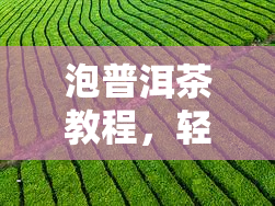 泡普洱茶教程，轻松学会泡普洱茶的教程，让你享受醇厚口感！