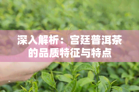 深入解析：宫廷普洱茶的品质特征与特点