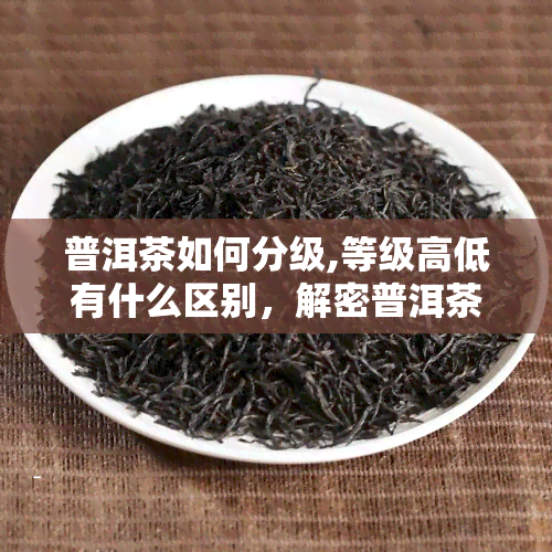 普洱茶如何分级,等级高低有什么区别，解密普洱茶：如何进行分级及其等级差异的深度解析