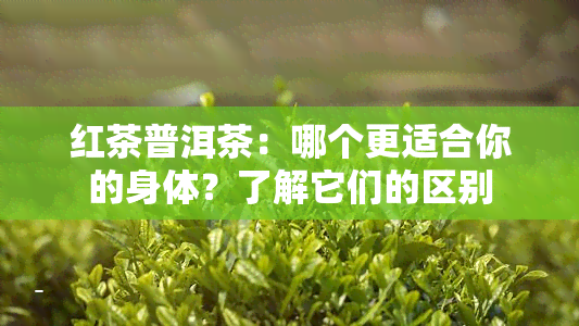 红茶普洱茶：哪个更适合你的身体？了解它们的区别