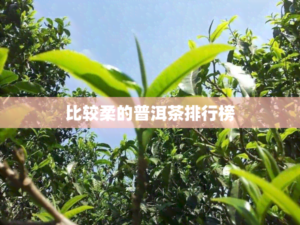 比较柔的普洱茶排行榜