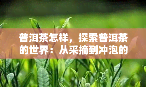 普洱茶怎样，探索普洱茶的世界：从采摘到冲泡的全过程解析