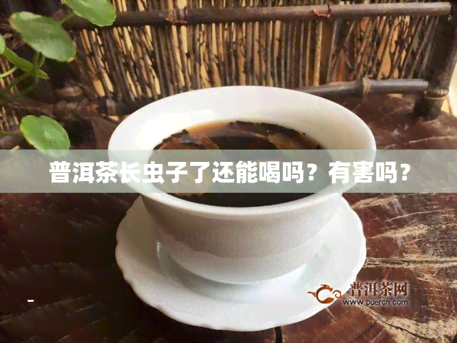 普洱茶长虫子了还能喝吗？有害吗？