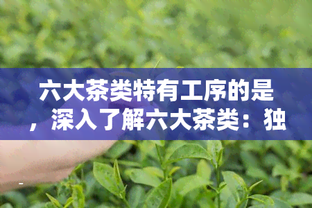 六大茶类特有工序的是，深入了解六大茶类：独特工序解析