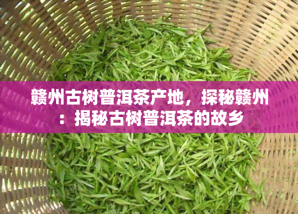 赣州古树普洱茶产地，探秘赣州：揭秘古树普洱茶的故乡